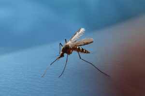 Featured image for “West Nile Virus Detected in UK Mosquitos”