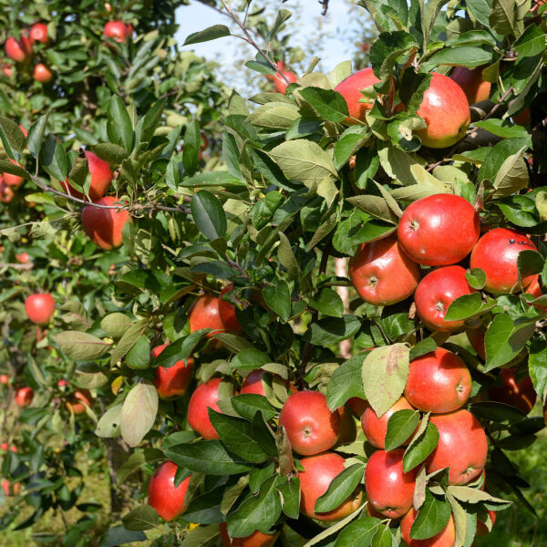 Close-up of ripe red apples growing in rows of orchard trees.