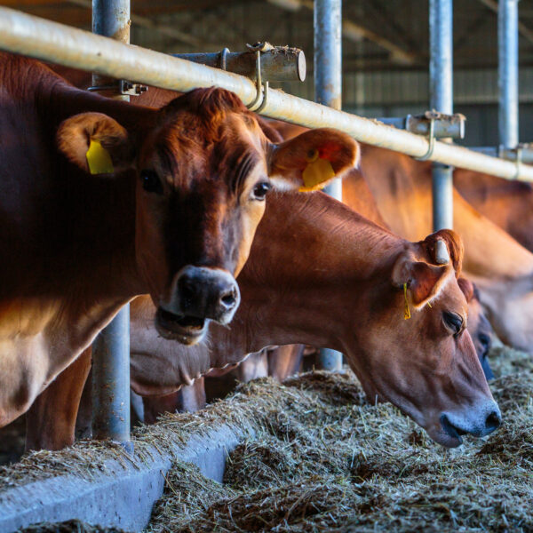 Cows eating hay inside a barn at a livestock farm.
