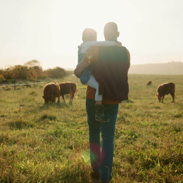 Farmer carrying a child while walking through a pasture with cows grazing.