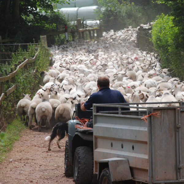 Farmer driving a quad bike with a sheepdog while herding sheep along a fenced path.