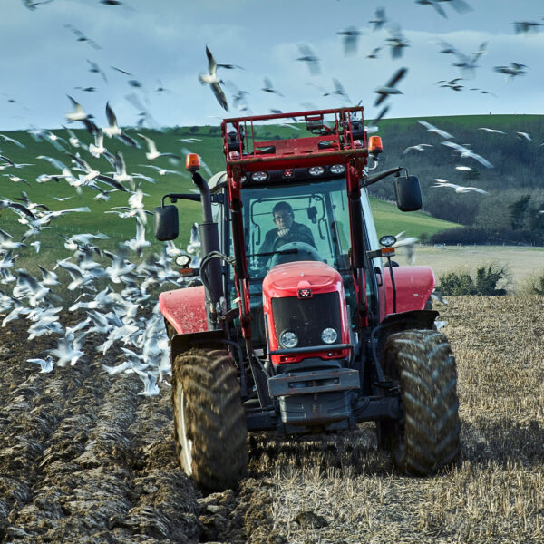 Red tractor ploughing a field with birds flying overhead.